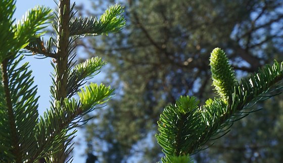 Bild: Objekt forstlicher Begierde: Wei&szlig;tannensamen. Auf sieben Dauerbeobachtungsfl&auml;chen werden k&uuml;nftig heimische und rum&auml;nische Herk&uuml;nfte auf ihre Klimaresilienz hin verglichen