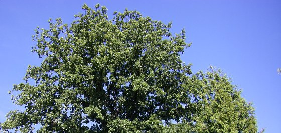 Bild: Besonders im Sommer beeindruckt die Eiche mit ihrem imposanten Bl&auml;tterdach.