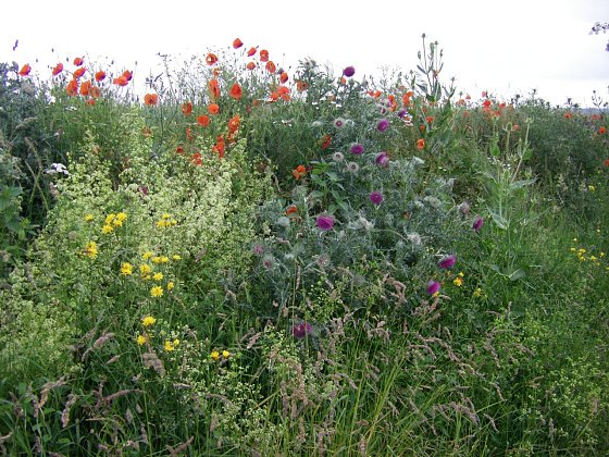 Bild: Feldraine mit Blumen und Wildkr&auml;utern sind ein Labsal f&uuml;r allerlei Insekten und das Niederwild.