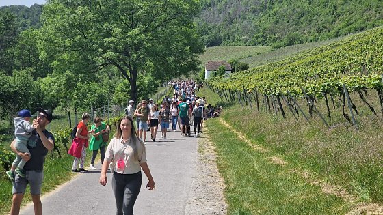 Bild: Unterwegs auf der Saale-Weinmeile