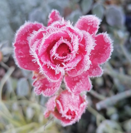 Bild: Rose mit Eiskristallen 