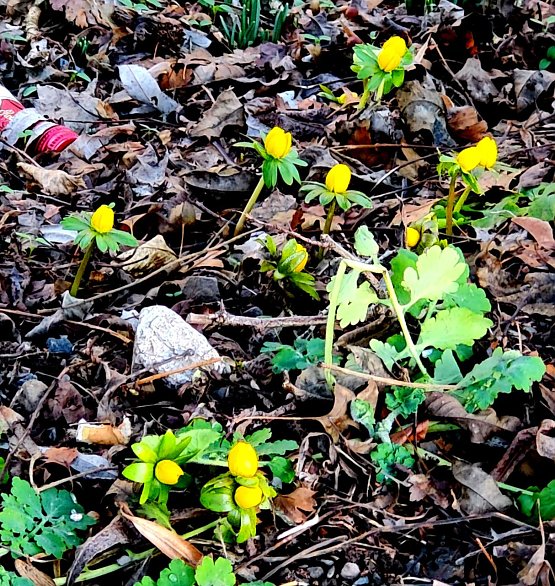 Bild: Die ersten Winterlinge im S&uuml;dharz