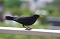 Amsel (Schwarzdrossel) im Sommer
