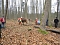 Pferde ziehen Baumstämme aus dem Wald Pferde ziehen Baumstämme aus dem Wald