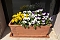 Bild des gestohlenen Blumenkasten