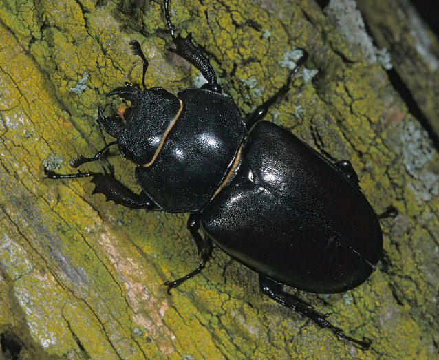 Bild: Das Weibchen