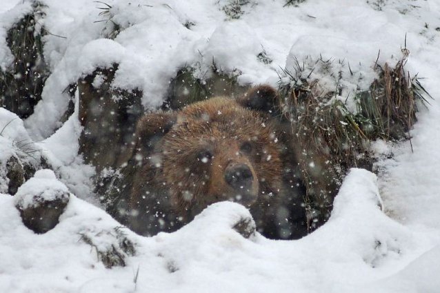 Bild: Im B&auml;renpark