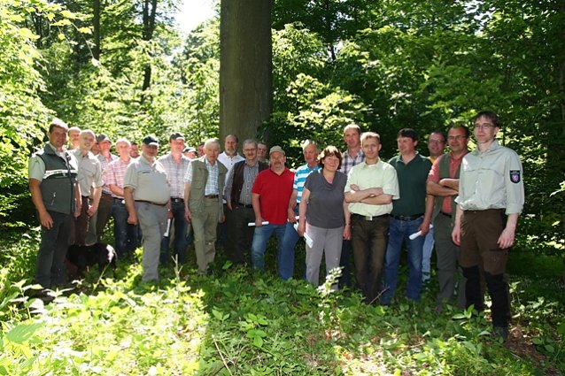 Bild: Im Wald
