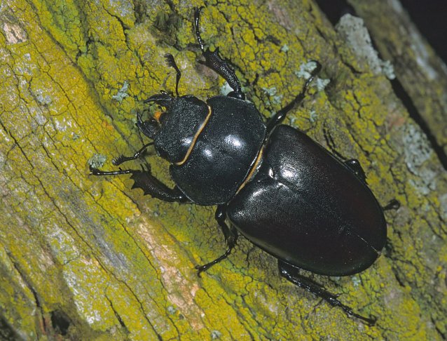Bild: Die Hirschk&auml;ferweibchen sind etwas kleiner als die M&auml;nnchen. Ihre Oberkiefer sind unauff&auml;llig
