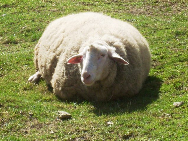 Bild: Leineschaf