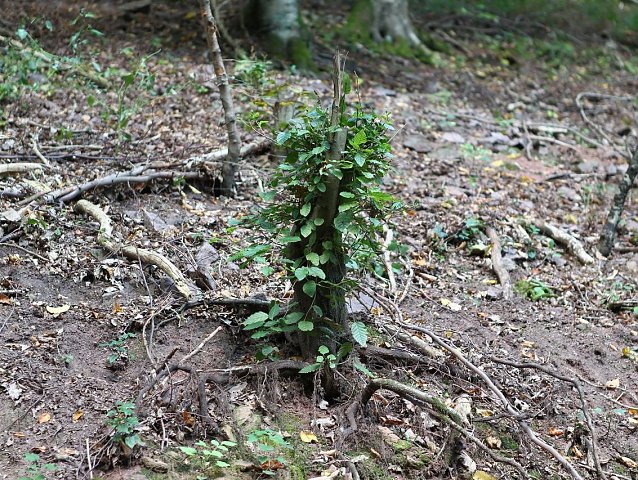 Bild: Am Braunsteinhaus