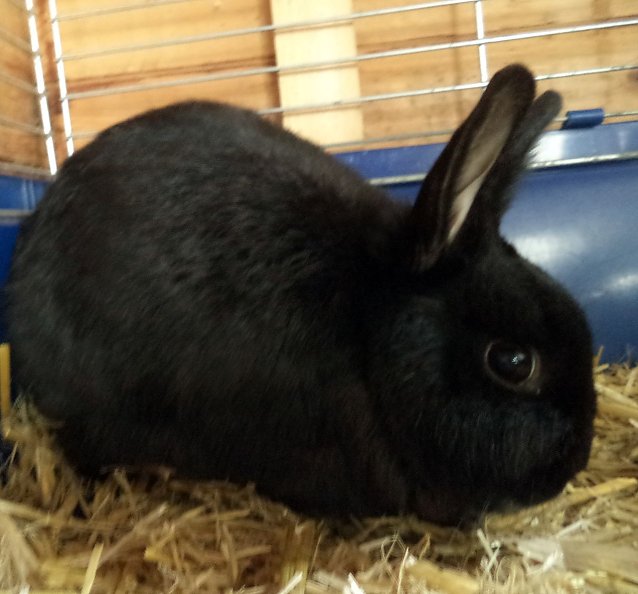Bild: Kein Osterhase