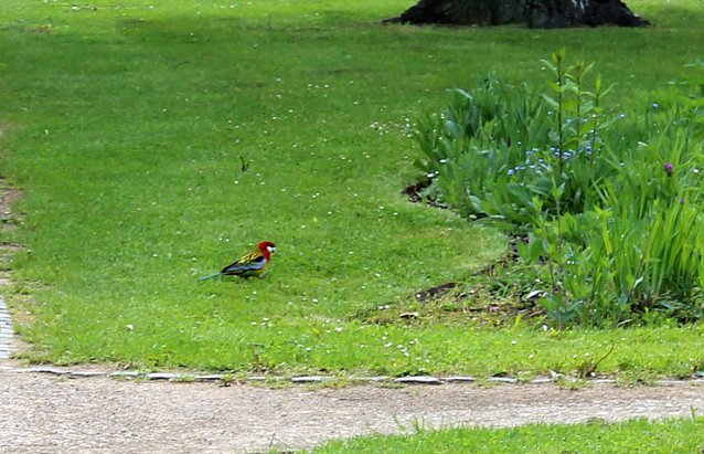 Bild: Papageien in Bad Frankenhausen