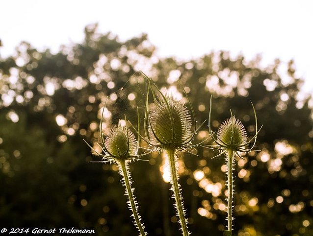 Bild: Wetter-Bild