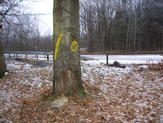 Bild: Am Ententeich im Kyffh&auml;userwald