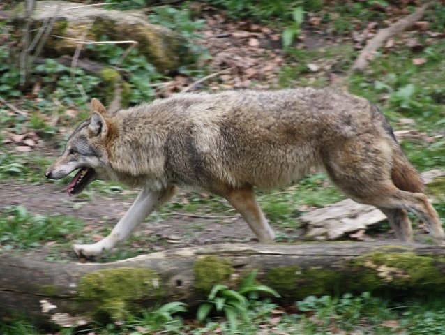 Bild: Wolf