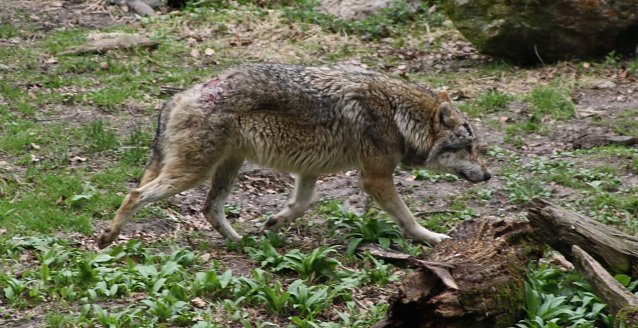 Bild: Wolf