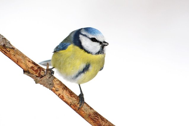Bild: Die Entwicklung der Winterv&ouml;gel in Deutschland will der NABU mit HIlfe Freiwilliger Beobachter untersuchen