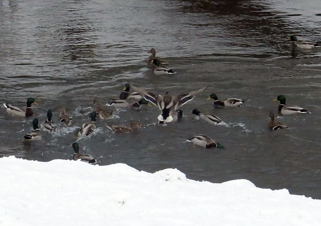 Bild: Winter im Park