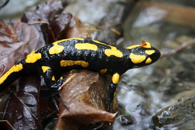 Bild: Feuersalamander