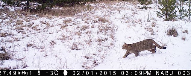 Bild: Wildkatze vor der Kamera