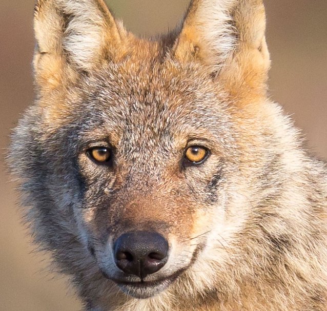 Bild: Seit 15 Jahren zur&uuml;ck in Deutschland und zuletzt auch in Th&uuml;ringen wieder gesichtet - der Wolf