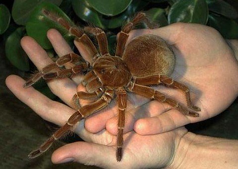 Bild: Spinne