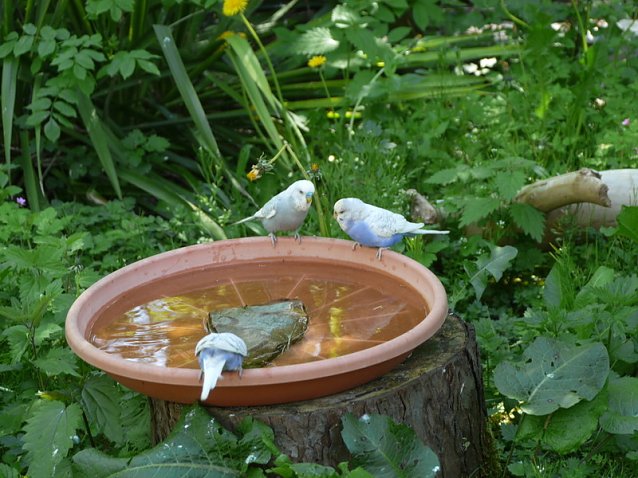 Bild: Wellensittiche im B&auml;renpark