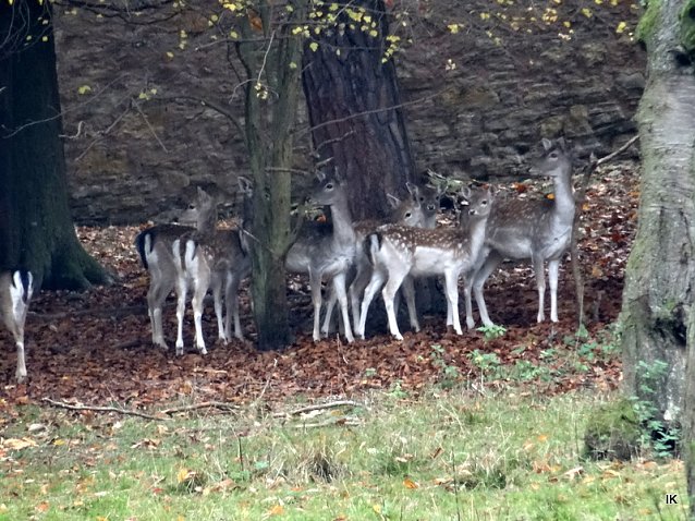Bild: Rehe