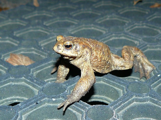 Bild: Amphibien gehen demn&auml;chst wieder auf Wanderschaft