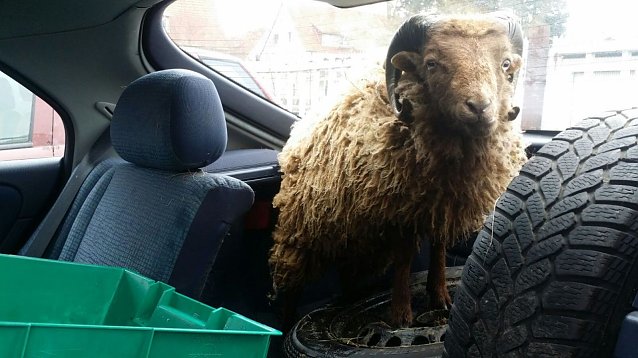 Bild: Schafbock im Auto