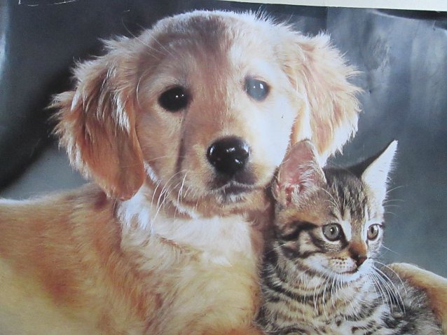 Bild: Hund und Katze
