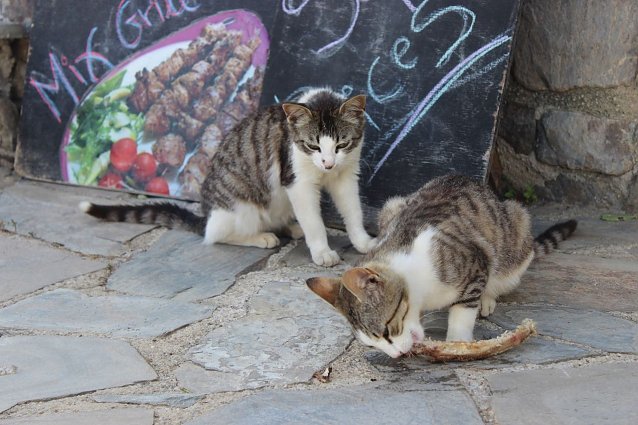Bild: Frei lebende Katzen werden in Hotelanlagen im Ausland oft nur geduldet. 