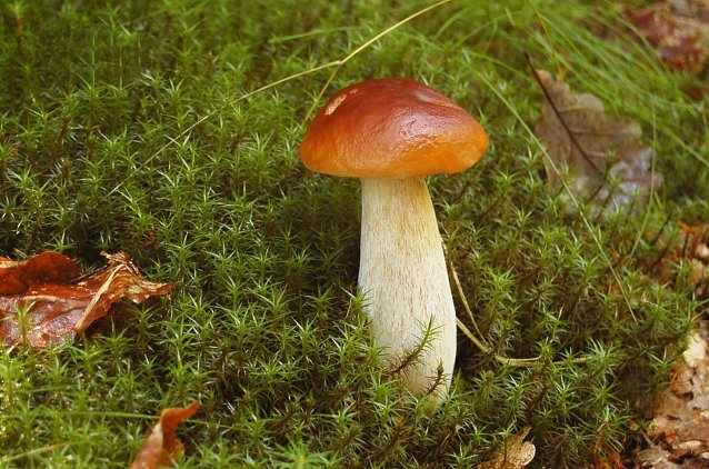 Bild: Steinpilz