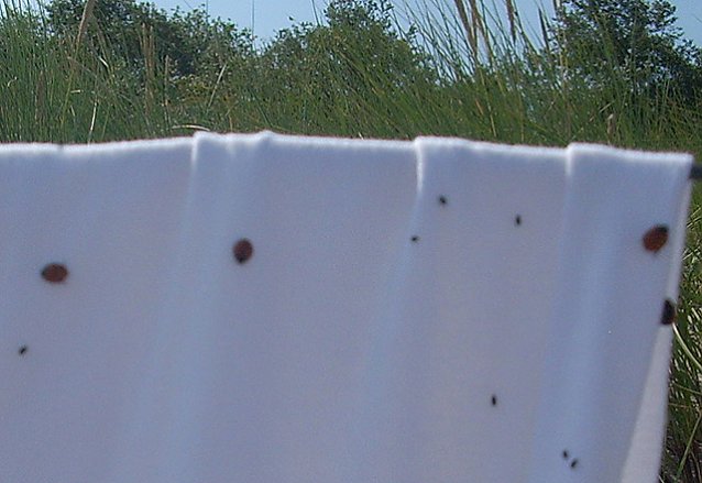 Bild: Marienk&auml;ferinvasion an K&uuml;ste
