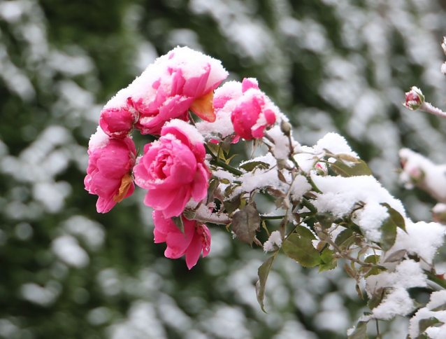 Bild: Rosen mit Schnee