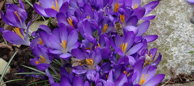 Bild: Bienen in Krokussen