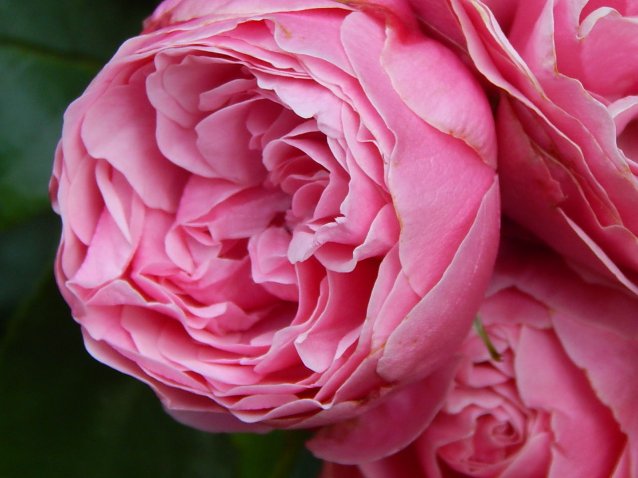 Bild: Tag der Rose