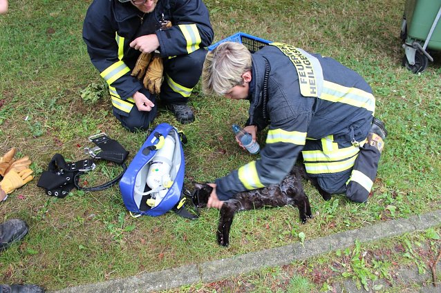 Bild: Bewusstlose Katze gerettet