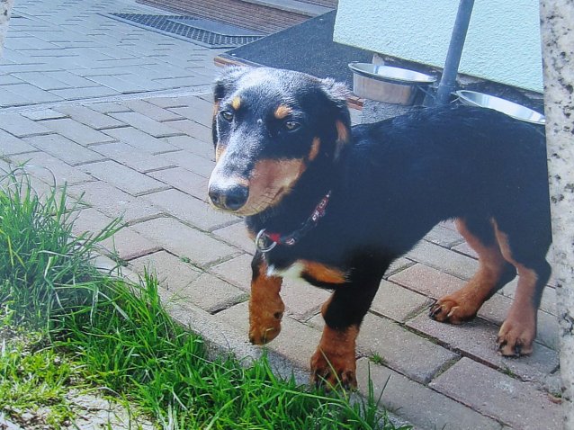 Bild: Dackel