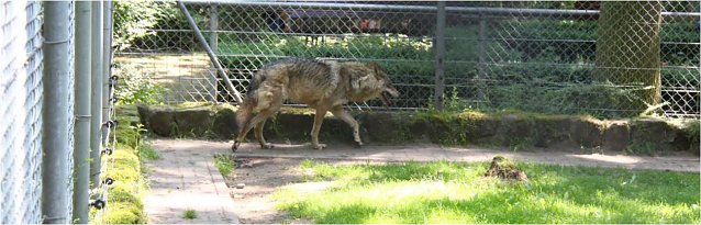 Bild: Wolf in Halberstadt