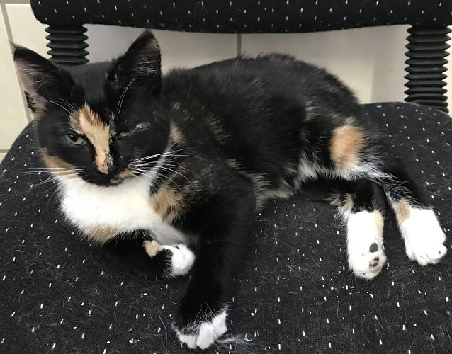 Bild: Katze gefunden