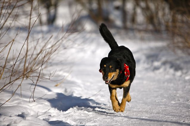 Bild: Hund im Schnee