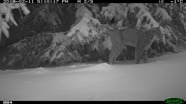 Bild: Luchs markiert