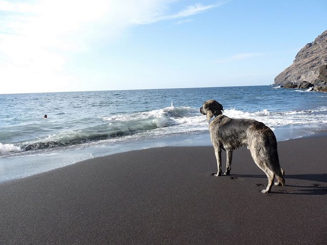 Bild: Hund am Strand