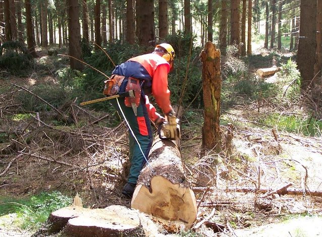 Bild: auch im Freistaat nimmt die Fl&auml;che produktiver W&auml;lder stetig ab