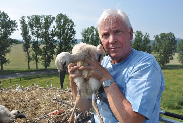 Bild: Storchenberingung 2018 in Barchfeld - Storchenobmann K. Schmidt hat inzwischen &uuml;ber 500 Jungst&ouml;rche mit Hiddensee-Ringen in der Werraaue gekennzeichnet