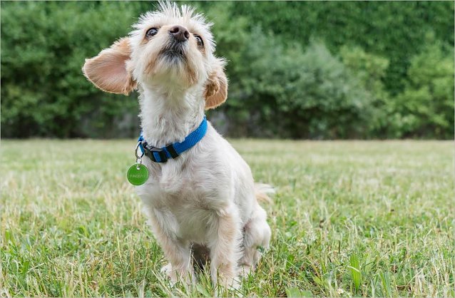 Bild: Hund mit Plakette