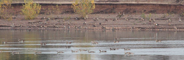 Bild: Bis zu 500 Nilg&auml;nse rasteten an den Ufern der Teiche bei Bielen und Sundhausen, informierten Eichsfelder Ornithologen