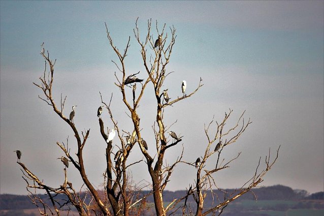 Bild: Grau- und Silberreiher auf einem Baum friedlich miteinander vereint